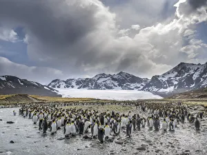 Images Dated 28th October 2017: King Penguin (Aptenodytes patagonicus) rookery in St. Andrews Bay. Adults molting