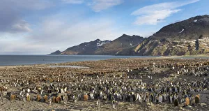 Images Dated 28th October 2017: King Penguin (Aptenodytes patagonicus) rookery in St. Andrews Bay. South Georgia Island