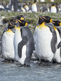 King Penguin (Aptenodytes patagonicus) rookery in St. Andrews Bay. Adults molting