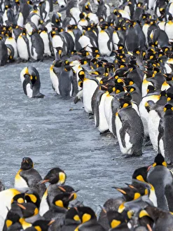 Images Dated 28th October 2017: King Penguin (Aptenodytes patagonicus) rookery in St. Andrews Bay. Adults molting