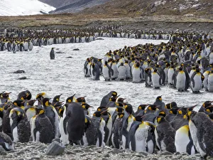 Images Dated 28th October 2017: King Penguin (Aptenodytes patagonicus) rookery in St. Andrews Bay. Adults molting