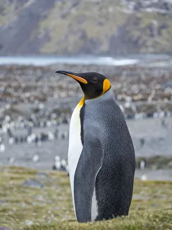 Images Dated 28th October 2017: King Penguin (Aptenodytes patagonicus) rookery in St. Andrews Bay. South Georgia Island