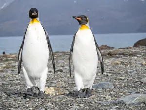 King Penguin (Aptenodytes patagonicus) rookery in St. Andrews Bay. South Georgia Island