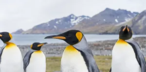 Images Dated 28th October 2017: King Penguin (Aptenodytes patagonicus) rookery in St. Andrews Bay. Courtship behavior
