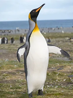Images Dated 28th October 2017: King Penguin (Aptenodytes patagonicus) rookery in St. Andrews Bay. South Georgia Island