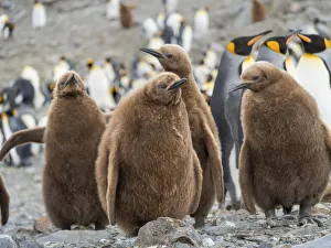 Images Dated 28th October 2017: King Penguin (Aptenodytes patagonicus) rookery in St