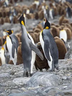 Images Dated 28th October 2017: King Penguin (Aptenodytes patagonicus) rookery in St. Andrews Bay. Feeding behavior