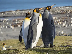 Images Dated 28th October 2017: King Penguin (Aptenodytes patagonicus) rookery in St. Andrews Bay. Courtship behavior