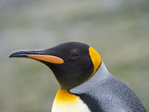 Images Dated 28th October 2017: King Penguin (Aptenodytes patagonicus) rookery in St. Andrews Bay. South Georgia Island