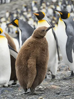 Images Dated 28th October 2017: King Penguin (Aptenodytes patagonicus) rookery in St