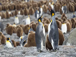 King Penguin (Aptenodytes patagonicus) rookery in St. Andrews Bay. Feeding behavior