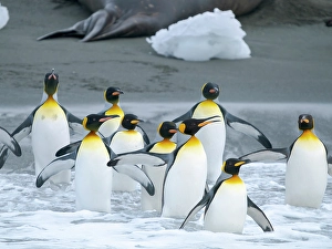 South Georgia Prints: King penguin on a beach. Antarctica, South Georgia, Cooper Bay