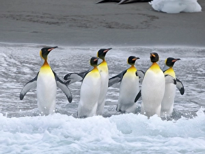 South Georgia Prints: King penguin on a beach. Antarctica, South Georgia, Cooper Bay