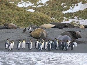 South Georgia Prints: King penguin on a beach. Antarctica, South Georgia, Cooper Bay