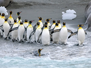 South Georgia Prints: King penguin on a beach. Antarctica, South Georgia, Cooper Bay