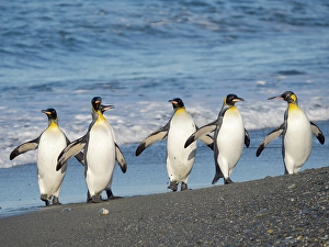 South Georgia Prints: King penguin on the beach of Sailsbury Plain in the Bay of Isles on the island of South Georgia in the South Atlantic