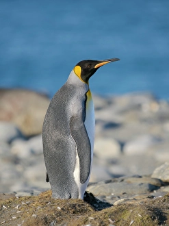 South Georgia Prints: King penguin on the beach of Sailsbury Plain in the Bay of Isles on the island of South Georgia in the South Atlantic
