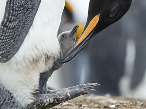 Brooding Prints: King Penguin chick balancing on the feet of a parent, Falkland Islands