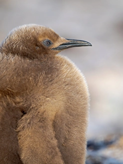 Flightless Prints: King penguin chick on beach in the Falkland Islands in the South Atlantic, Saunders Island