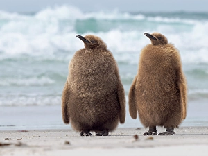 Flightless Prints: King penguin chick on beach in the Falkland Islands in the South Atlantic, Saunders Island