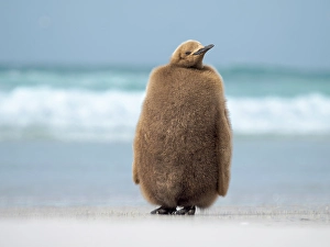 Flightless Prints: King penguin chick on beach in the Falkland Islands in the South Atlantic, Saunders Island