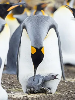 King Penguin chick begging for food while resting on the feet of a parent, Falkland Islands