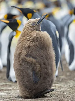 Funny Prints: King Penguin chick with brown plumage, Falkland Islands