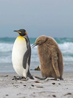 Flightless Prints: King penguin chick follows adult in the Falkland Islands in the South Atlantic
