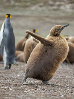 Colony Prints: King penguin chicks in colony in the Falkland Islands in the South Atlantic