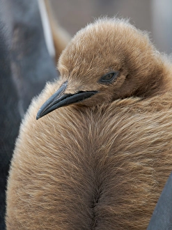 Flightless Prints: King penguin chicks in colony in the Falkland Islands in the South Atlantic
