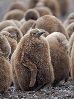 Flightless Prints: King penguin chicks in colony in the Falkland Islands in the South Atlantic