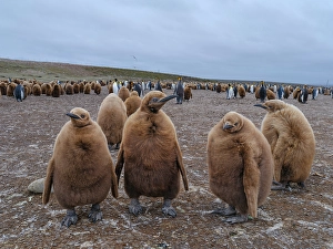 Flightless Prints: King penguin chicks in colony in the Falkland Islands in the South Atlantic