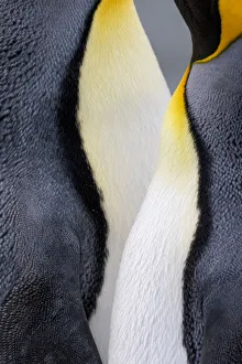 King penguin close-up showing the colorful curves of their feathers. St. Andrews Bay