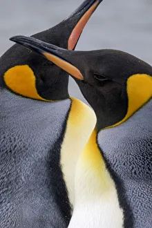 South Georgia Prints: King penguin close-up showing the colorful curves of their feathers. St. Andrews Bay