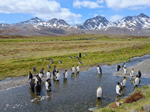 South Georgia Prints: King penguin colony in Fortuna Bay on the island of South Georgia in the South Atlantic