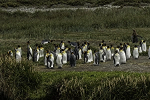 Colony Prints: King Penguin colony, Useless Bay, Tierra del Fuego, Chile, South AmericaPatagonia