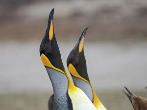 Overseas Territory Prints: King penguin courtship display. South America, Falkland Islands, Volunteer Point