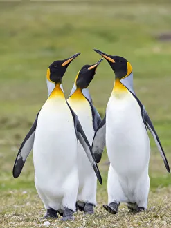 King Penguin courtship display, Falkland Islands