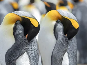 King Penguin on Falkland Islands