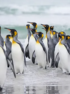 King Penguin on Falkland Islands