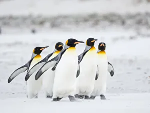 King Penguin on Falkland Islands