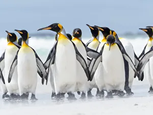 King Penguin, Falkland Islands