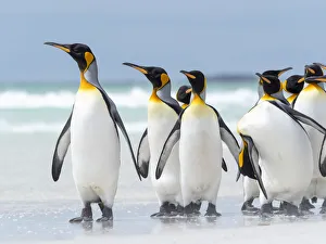 King Penguin, Falkland Islands