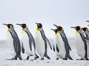 King Penguin on Falkland Islands