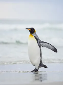 King Penguin on Falkland Islands