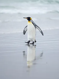 King Penguin on Falkland Islands