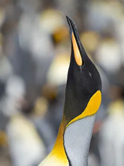 King Penguin, Falkland Islands