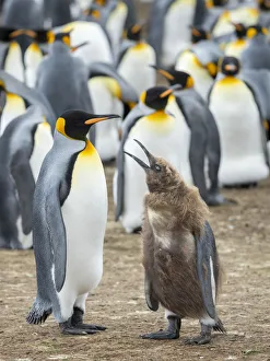 King Penguin feeding a chick in brown plumage, Falkland Islands
