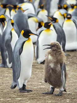 Funny Prints: King Penguin feeding a chick in brown plumage, Falkland Islands