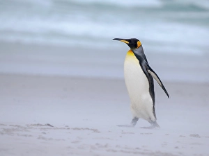 Flightless Prints: King penguin group on a beach. South America, Falkland Islands, Volunteer Point